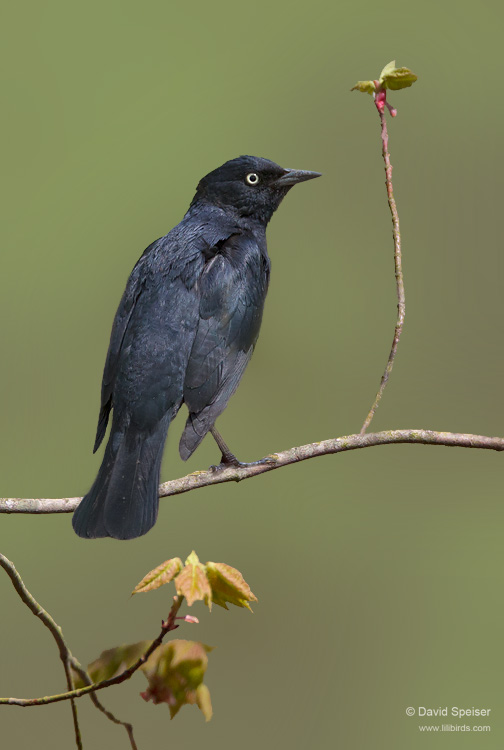 Rusty Blackbird