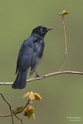 Rusty Blackbird