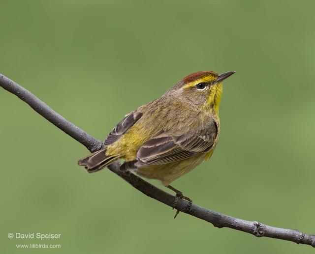 Palm Warbler