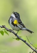 Yellow-rumped Warbler