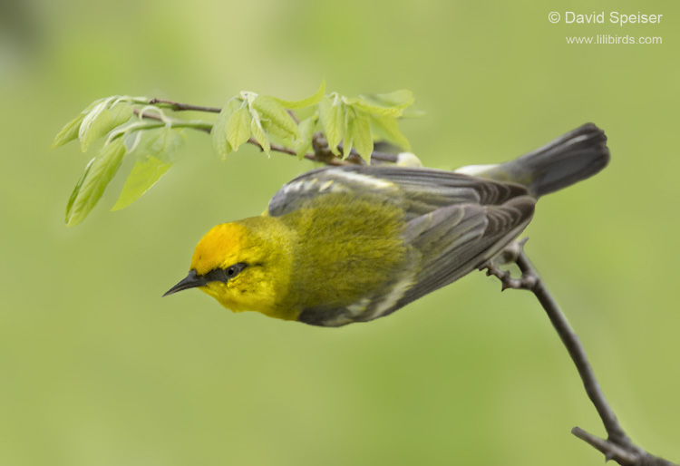 Blue-winged Warbler