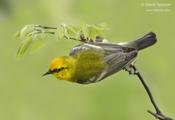 Blue-winged Warbler