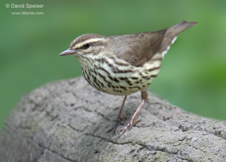 northern waterthrush 1a