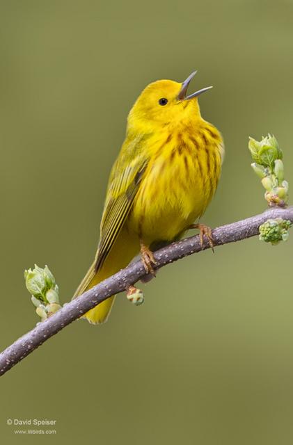 Yellow Warbler