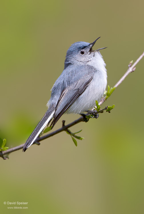 Blue-gray Gnatcatcher