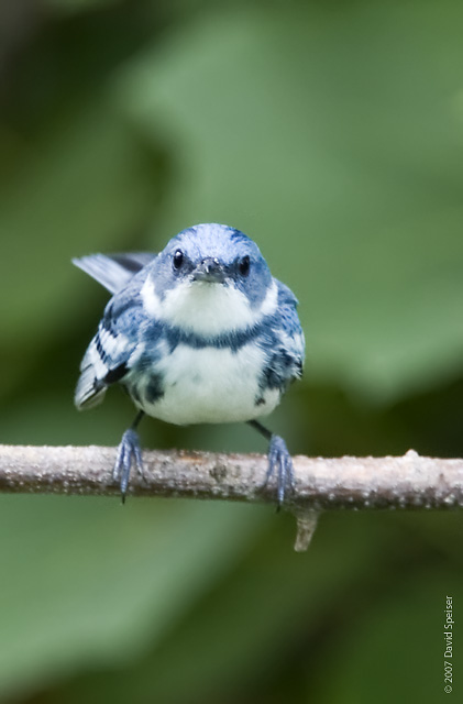 Cerulean Warbler