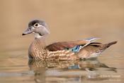 Wood Duck (female)