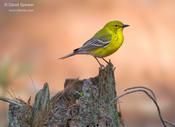 Pine Warbler