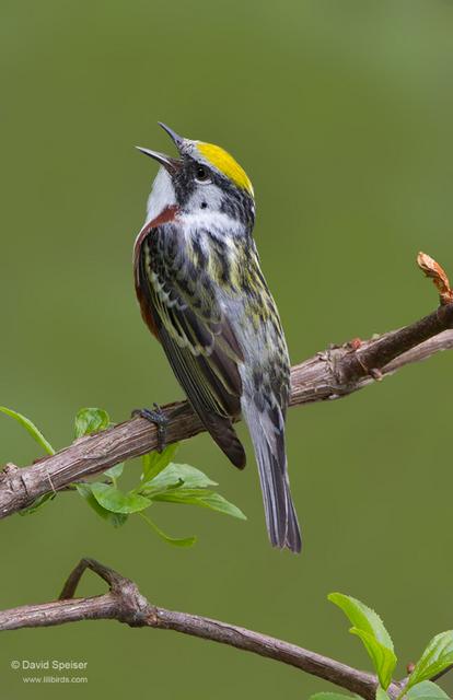 Chestnut-sided Warbler