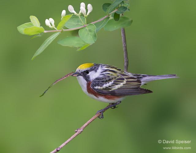 Chestnut-sided Warbler