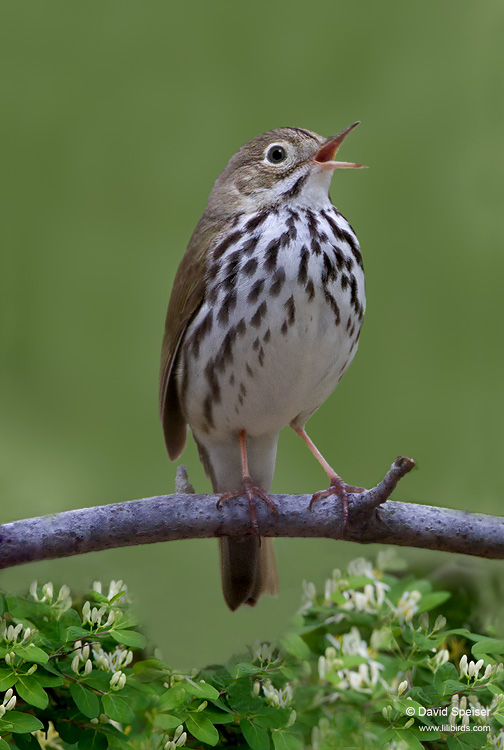 Ovenbird