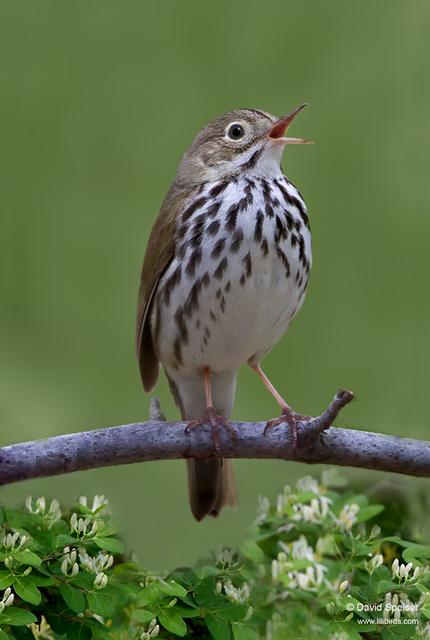 Ovenbird