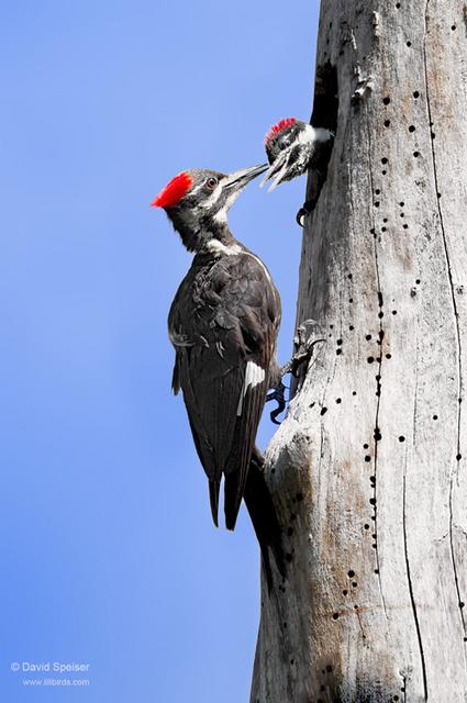 Pileated Woodpecker