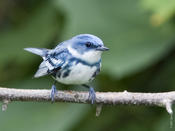 Cerulean Warbler