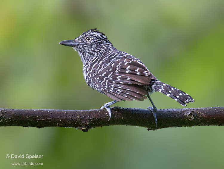 Barred Antshrike