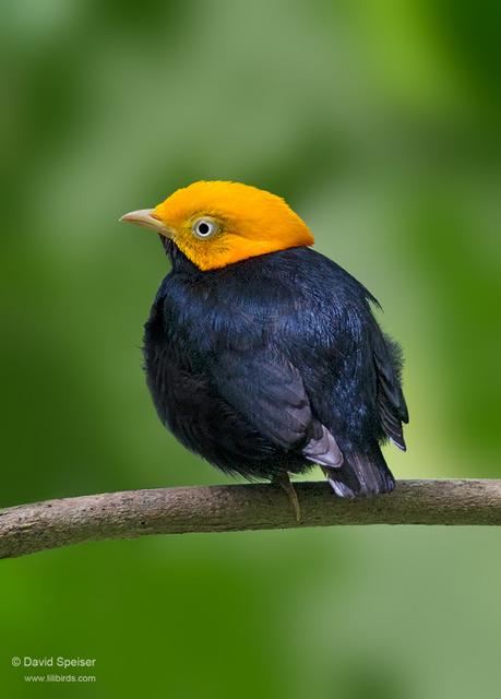 Golden-headed Manakin