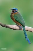 Trinidad Motmot