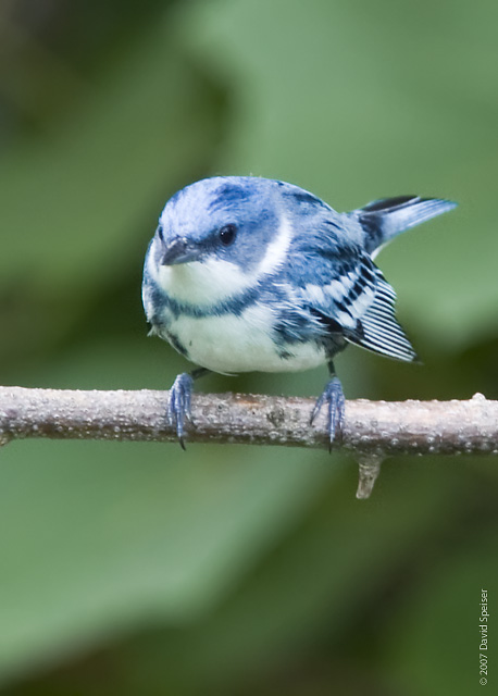 Cerulean Warbler