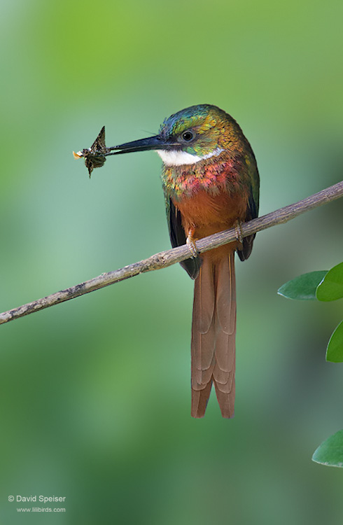 Rufous-tailed Jacamar