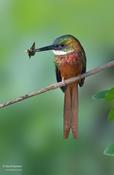 Rufous-tailed Jacamar