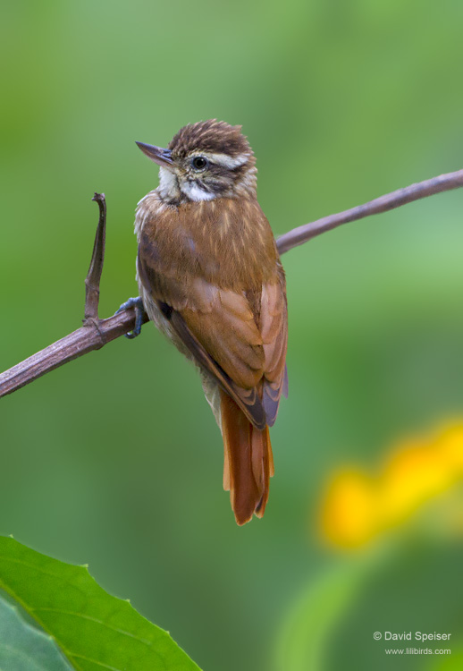 Streaked Xenops