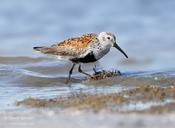 Dunlin