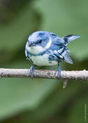 Cerulean Warbler