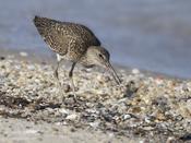 Willet (with horseshoe crab egg  in bill)