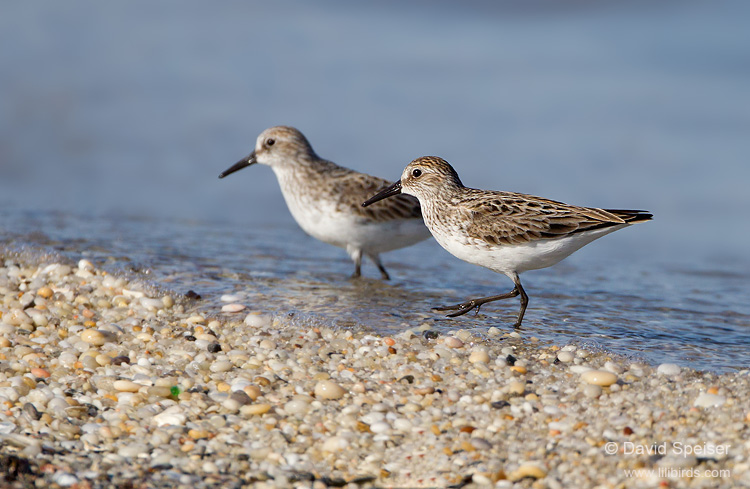 Semipalmated Sandpiper