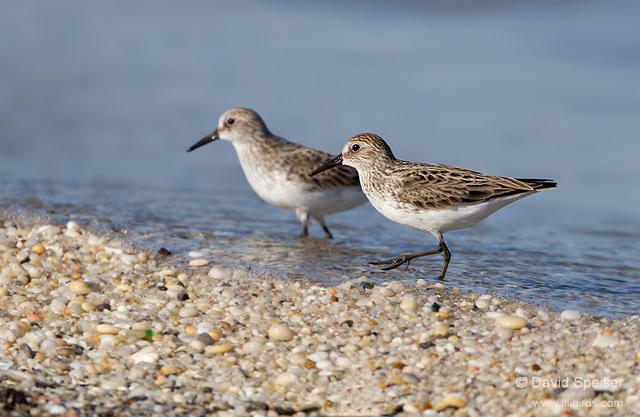 Semipalmated Sandpiper