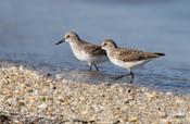 Semipalmated Sandpiper