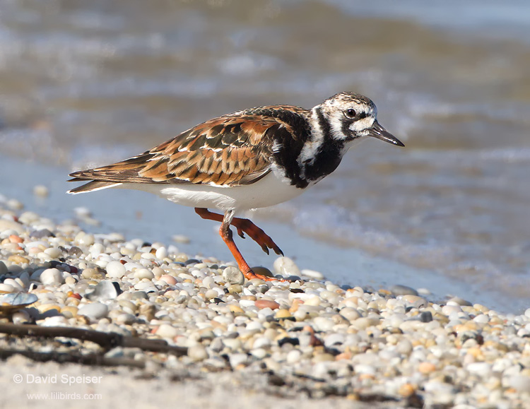 Ruddy Turnstone