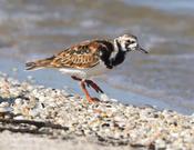 Ruddy Turnstone