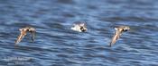 Ruddy Turnstones