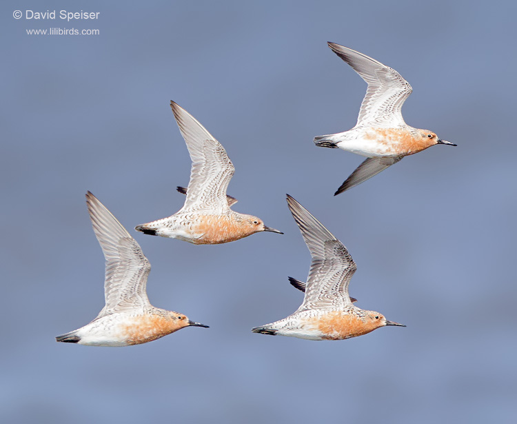 Red Knots