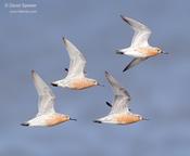 Red Knots