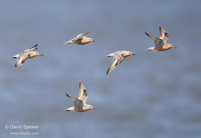 Red Knots