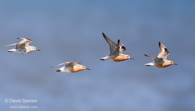 Red Knots