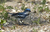 Cerulean Warbler