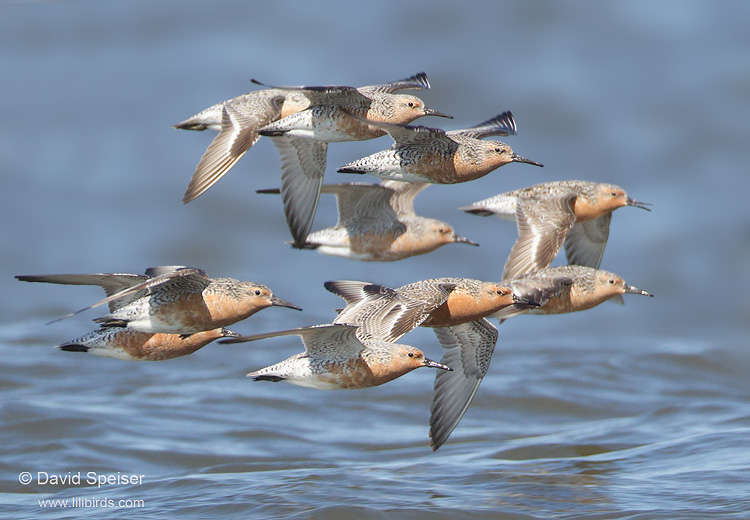 Red Knots