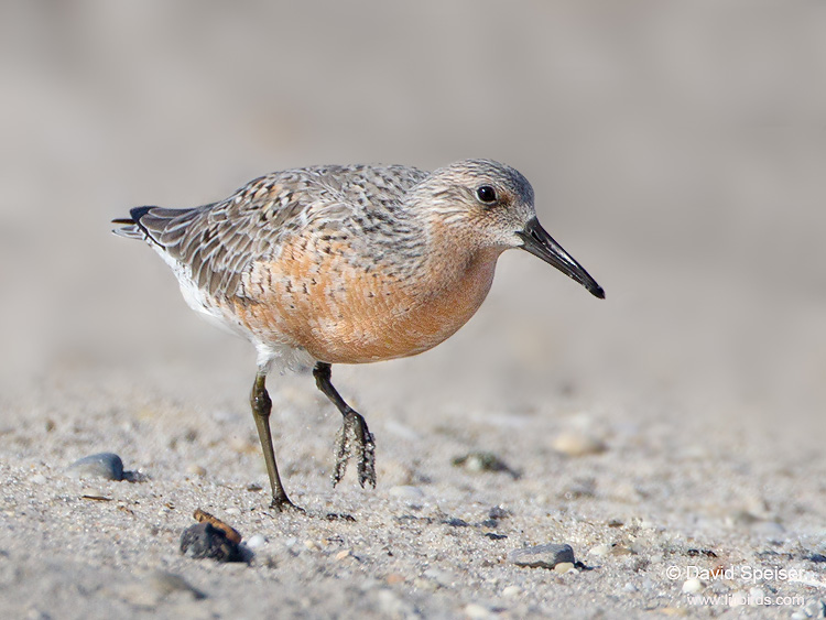 Red Knot