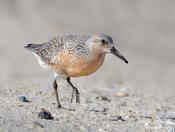 Red Knot