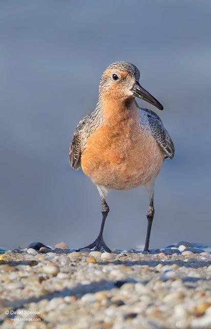 Red Knot