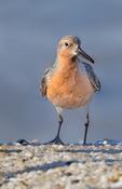 Red Knot