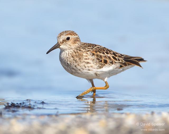 Least Sandpiper