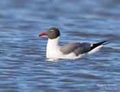 Laughing Gull