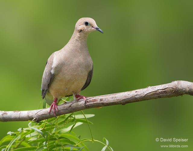 Mourning Dove