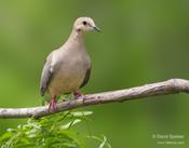 Mourning Dove