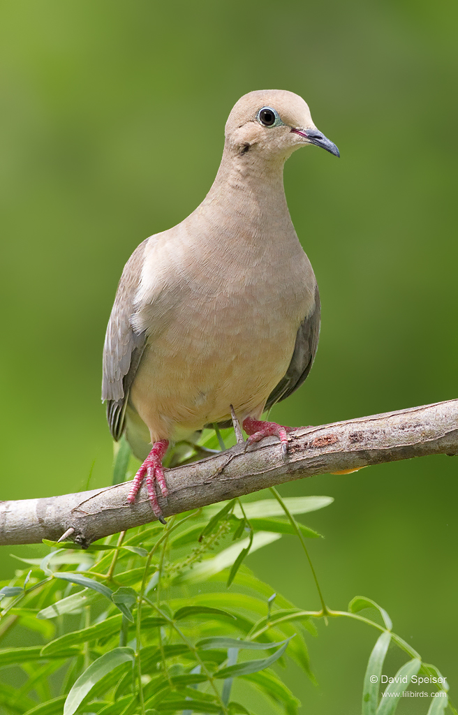 Mourning Dove