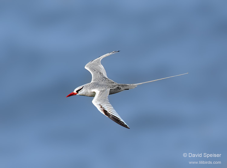 Red-billed Tropicbird